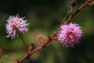 A native brazilian Cerrado flower. This photograph was taken in São Carlos, São Paulo, Brazil....