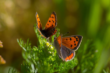 lycaena phlaeas