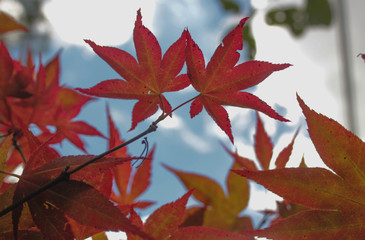 Autumn leaves. This photograph was taken in Gramado, Rio Grande do Sul, Brazil. December 23, 2016. 