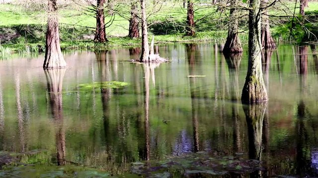 Taxodium trees at Romberg Park of the European Garden Heritage Network
