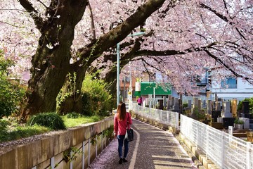 Fototapeta na wymiar Somei Reien Cemetery and cherry blossom, Tokyo, Japan 