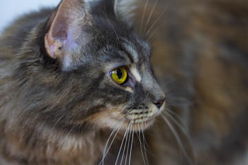 Portrait of a Maine Coon cat
