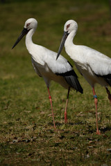 二羽のコウノトリ