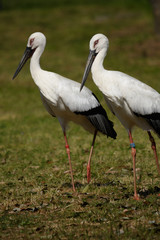 二羽のコウノトリ