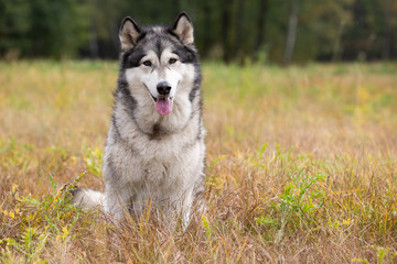Dog breed Alaskan Malamute sitting on autumn meadow