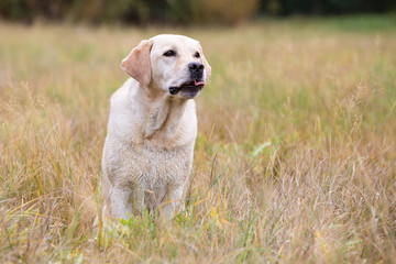 Bright labrador retriever sitting on the autumn meadow