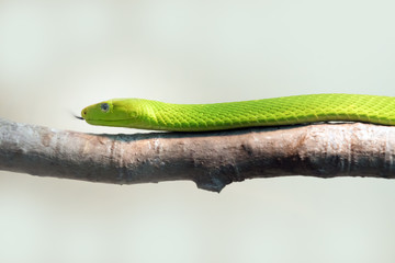 Green Mamba