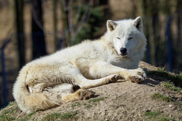 Naklejka na ściany i meble The Arctic wolf (Canis lupus arctos), also known as the Melville Island wolf. Wolf lying at rest.