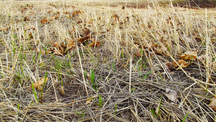 Beautiful background of dry grass.
