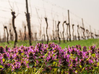 Taubnessel im Frühjahr im Weingarten