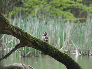 Mandarinente auf Waldteich - Mandarin duck on forest pond