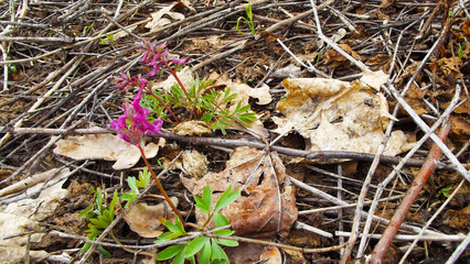 Early spring flowers in the forest.