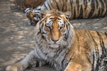 Tigers in Harbin, China