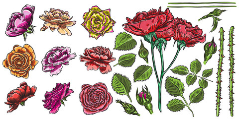 Roses set constructor. Flower collection DIY. Wild flowers mix for cards and wedding invitation design. Floral bloom heads, buts, stems, branches and leaves. Vector.