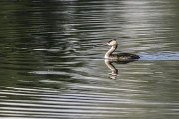 Haubentaucher (Podiceps cristatus)