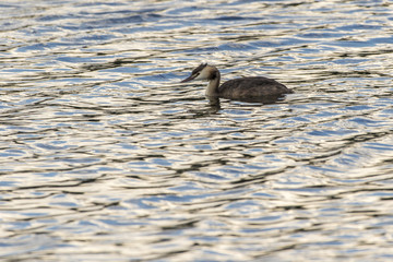 Haubentaucher (Podiceps cristatus)