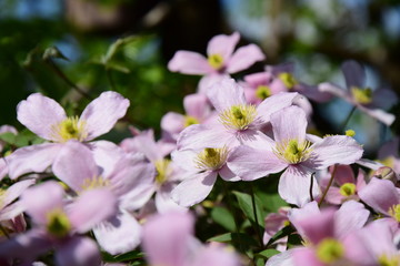Clematis montana, Kletterpflanze, Waldrebe