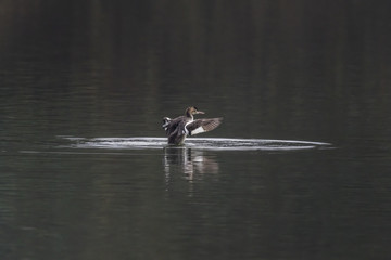 Haubentaucher (Podiceps cristatus)