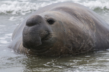 Elephant seal, Patagonia
