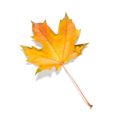 Autumn leaf isolated on white background