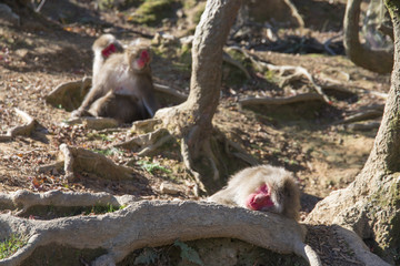 リラックスするニホンザル
