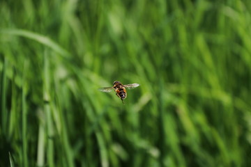 Hover fly
