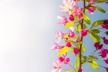 Fototapeta na wymiar Gorgeous Spring cherry flowers at smooth background