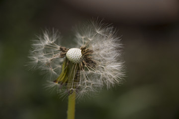 a sense of freedom - at the sight of this dandelion