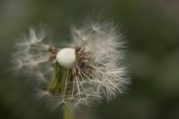 a sense of freedom - at the sight of this dandelion