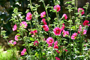 Fototapeta premium mauve du cap,el rayo,Anisodontea capensis
