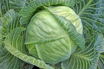 Fototapeta premium Head of fresh cabbage with a lot of leaves.
