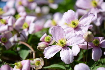 Fototapeta na wymiar Clematis montana, Blütenpracht im Garten