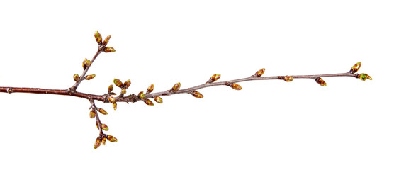 Cherry tree branch with swollen buds on isolated white background.