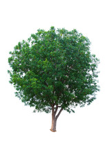 Fototapeta na wymiar green tree isolated on white background
