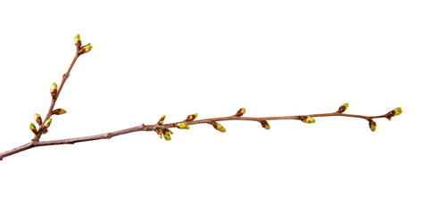 Cherry tree branch with swollen buds on isolated white background.