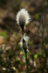 fleur de linaigrette dans une tourbière