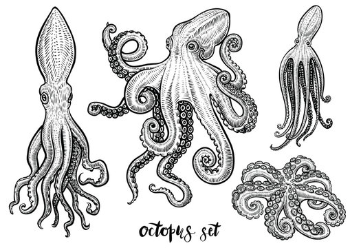 Octopus hand drawn vector illustrations. Black engraving sketch isolated on white.