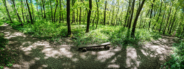 Panoramic photo of spring forest