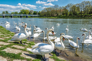 Beautiful Swans – Cygnus on the river side with bridge, Piestany, Slovakia