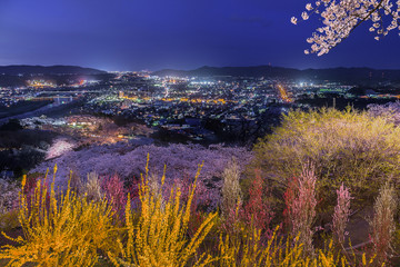 Fototapeta premium 宮城県 船岡城址公園の夜桜 Funaoka castle