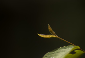 A young leaf in the early stages of development backlit with sun