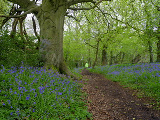 Bluebells on a woodland footpath near Hambledon in the South Downs National Park, Hampshire, UK