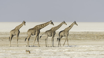 Fototapeta na wymiar Giraffes in Etosha salt pan in Namibia.