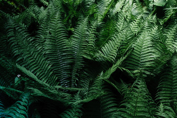 leaves background texture. green leaf