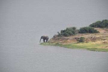 Elephant(s) in Uganda at the river of NP Queen Elizabeth © ward