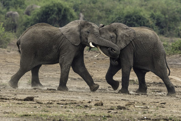 Fototapeta na wymiar Elephant(s) in Uganda at the river of NP Queen Elizabeth