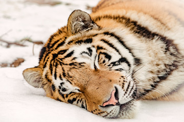 Portrait of the Tiger in winter
