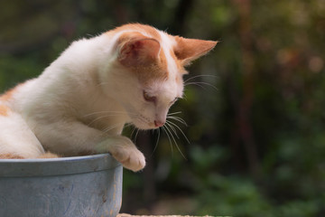 cute kitten is playing naughty