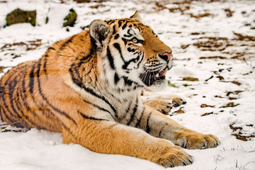 Fototapeta na wymiar Portrait of the Tiger in winter