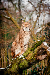 Portrait of lynx  in  Forest